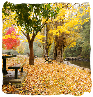 Autumn at Mitta